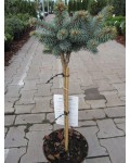 Picea pungens Glauca Globosa on shtamb купить